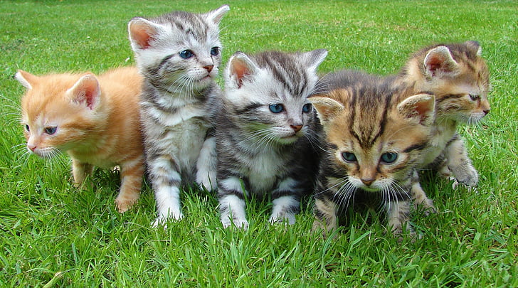 close, photo, five, assorted, color, kittens, grass