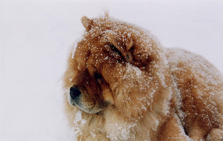 Chow chow, hond, sneeuw, Canine, binnenlandse, huisdier, Portret