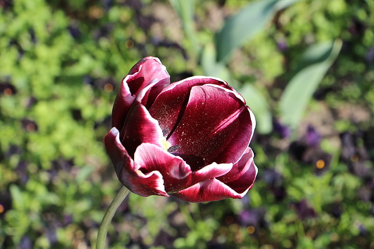 Tulipán, květiny, Příroda, Barva, Krásné, květ, Bloom