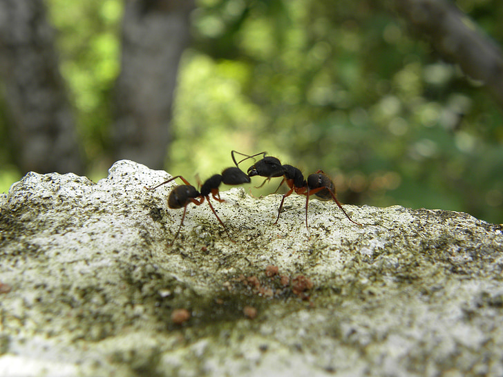 fourmis, combats, insectes