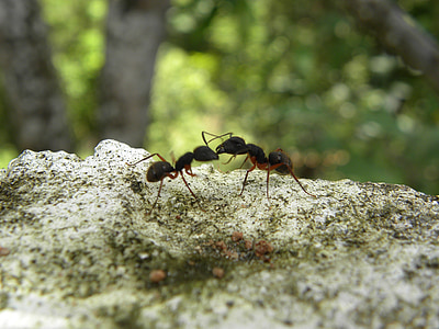 ants, fighting, insects