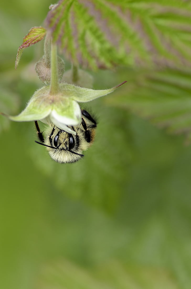 Biene, Insekt, Blume, Bestäubung, Natur, Makro, beschäftigt