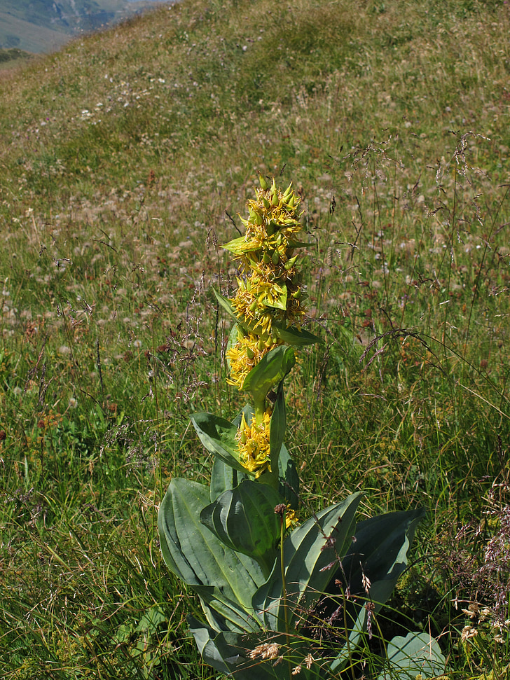 Тинтява, ликьор, ароматни, Gentiana lutea, растителна, цвете, жълто