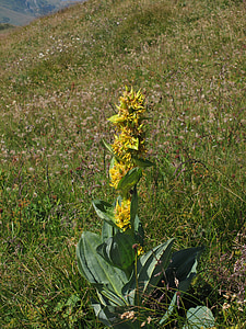 Тинтява, ликьор, ароматни, Gentiana lutea, растителна, цвете, жълто