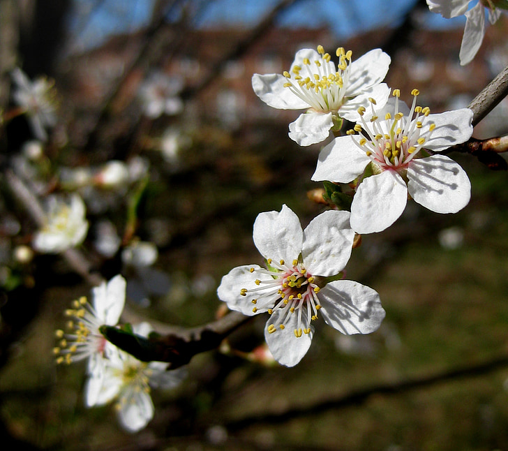Õitsev puu, valged lilled, kevadel, Odense, looduslik, Taani