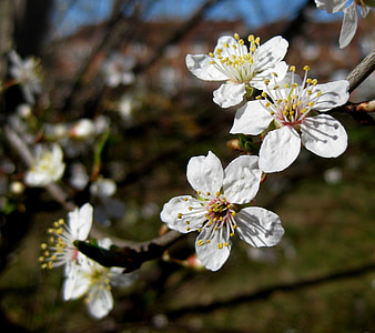 blomstrende træ, hvide blomster, forår, Odense, naturlige, Danmark