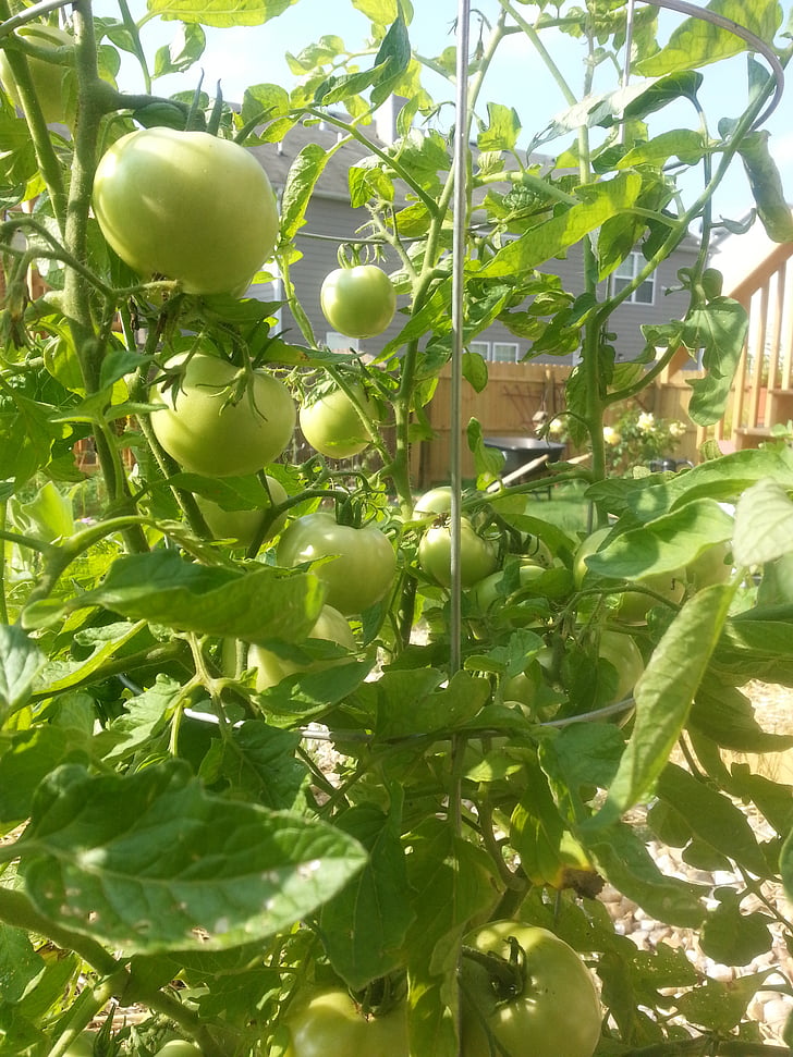 tomates verdes, jardín, planta, patio trasero, hoja, crecimiento, color verde