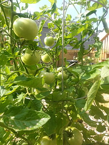 grüne Tomaten, Garten, Anlage, Hinterhof, Blatt, Wachstum, grüne Farbe