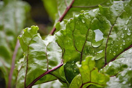 beetroot, drop of water, garden, nature, plant, leaves
