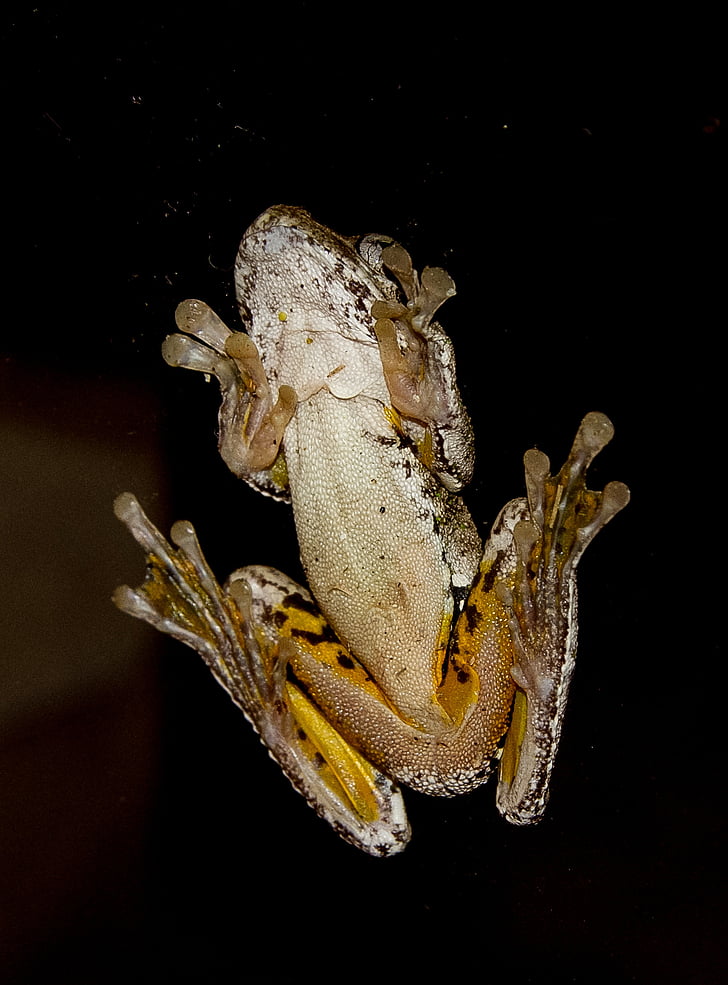 Емералд забелязан дървесна жаба, ципест крака, Прозорец, стъкло, Черно, нощ, роден