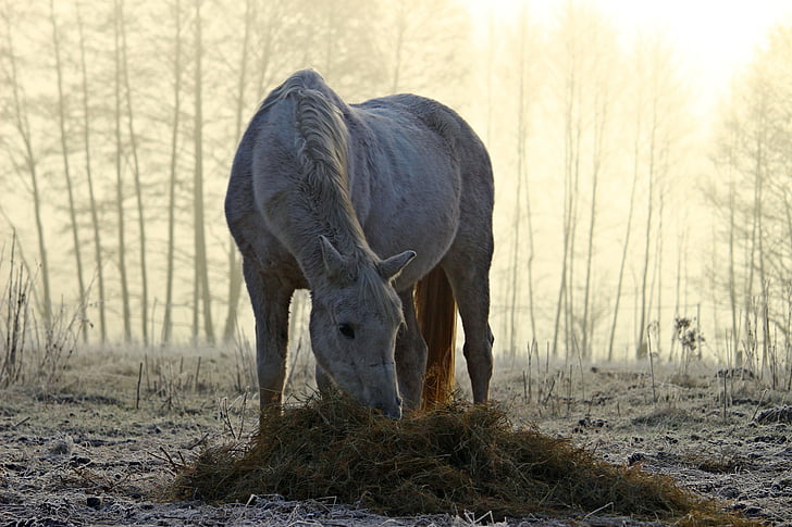 caballo, molde, niebla, niebla de la mañana, alimentación, hay, pura sangre árabe