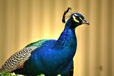 Peacock, värikäs, lintu, Luonto