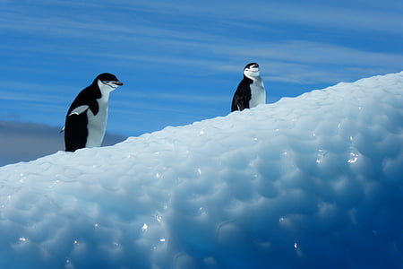 penguin, antarctica, birds, ice