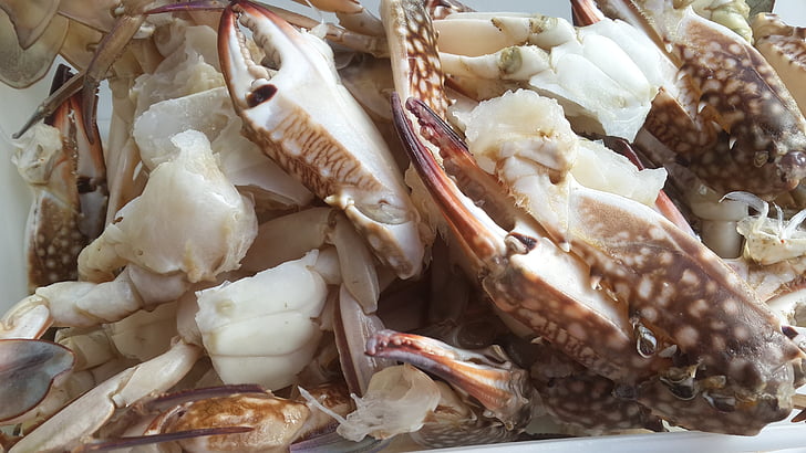 Calamari, havet fødevarer, fisk og skaldyr, fisk, Restaurant, måltid, Sea life