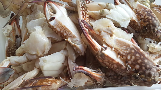 calamari, sea food, seafood, fish, restaurant, meal, sea life