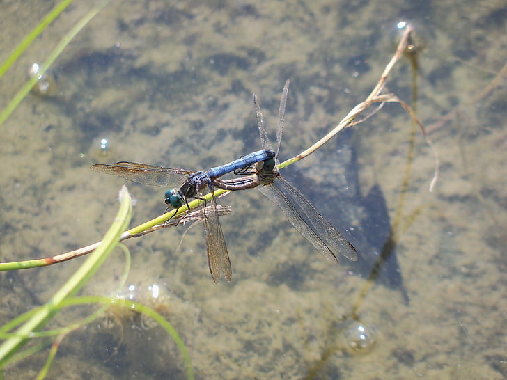 Dragonfly, insect, paring, natuur, bug, dieren in het wild, zomer