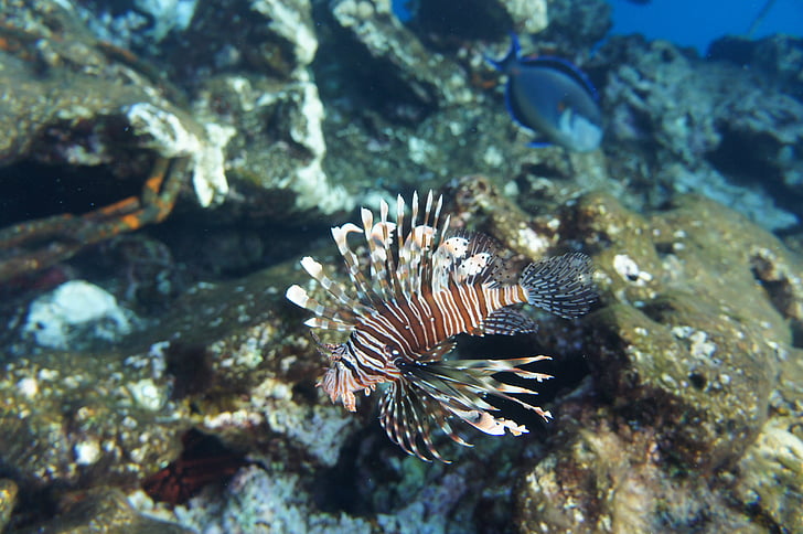 coral, aslanbalıg the, pterois, your red sea, tofik, under water, dive
