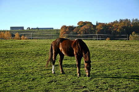 paddock, horse, animal, mammal, coupling, pasture, nature