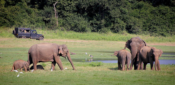 elephant, safari, indian elephant, national park, conservation park, pachyderm, sri lanka