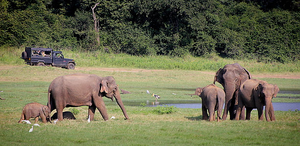 elefante, safári, elefante indiano, Parque Nacional, Parque de conservação, paquiderme, Sri lanka