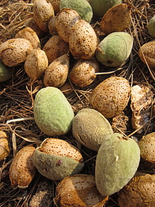 almonds, fresh almonds, green almonds, mediterranean, nature, edible, frisch