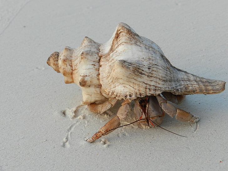 shell, hermit crab, zanzibar, residents, coast, beach, sea