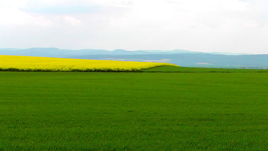 spring field, spring, oilseed rape, rape blossom, yellow, field, nature