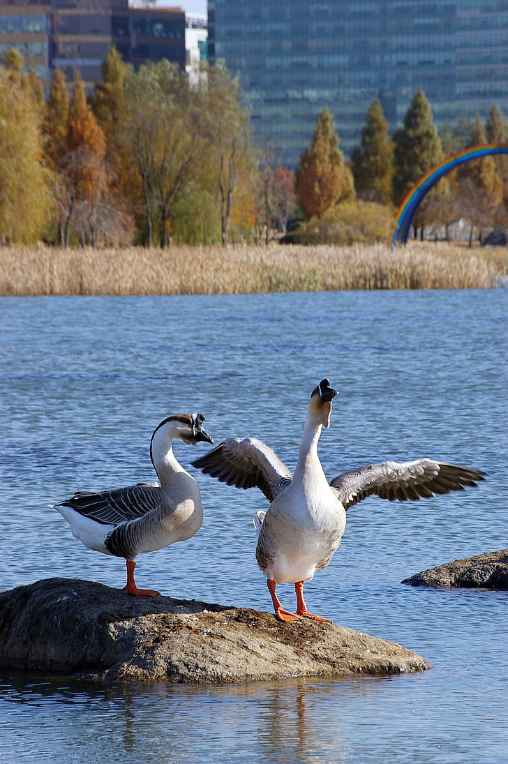 goose, stretching, morning, weather, lake
