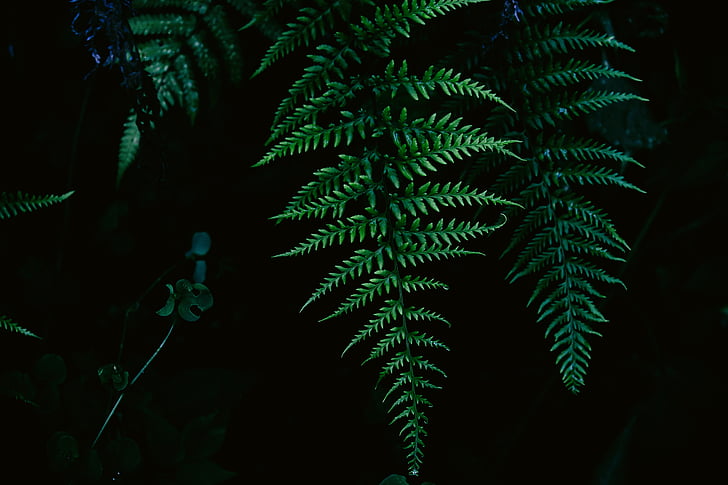 fern, leaves, nature, plant, leaf, forest, tree