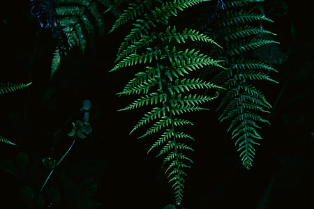 fern, leaves, nature, plant, leaf, forest, tree