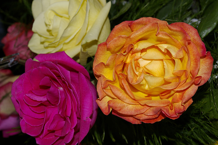 τριαντάφυλλα, ροζ, Κίτρινο, πορτοκαλί, λουλούδια