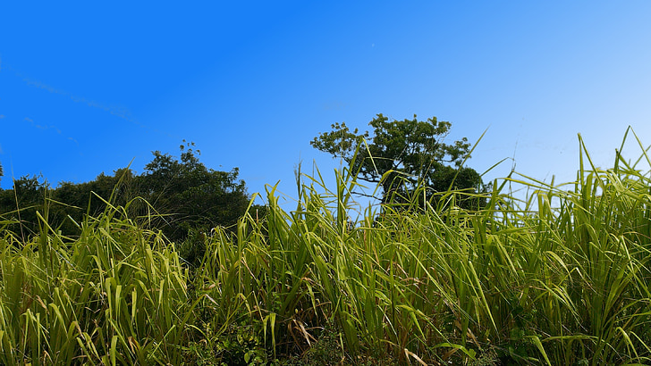 Grass, blauer Himmel, Natur