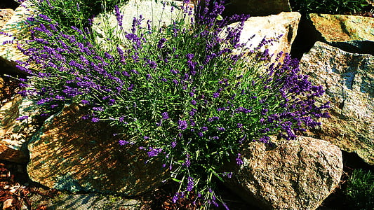purple, flowers, macro, stones, background, season, spring