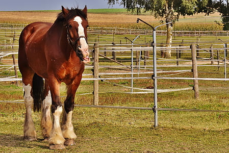 Shire kuda, kuda, kuda besar, naik, reitstall, Coupling, padang rumput