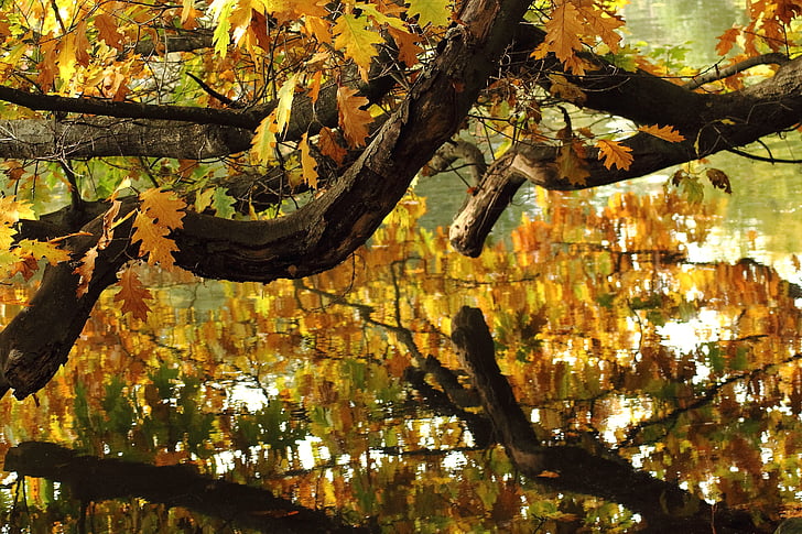 impressões do outono, água, espelhamento, Outono, humor de outono, dourado, folhas