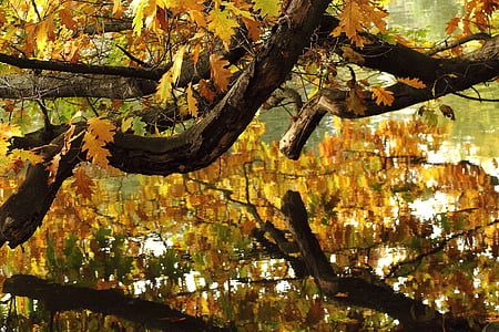 musim gugur tayangan, air, mirroring, musim gugur, suasana musim gugur, emas, daun