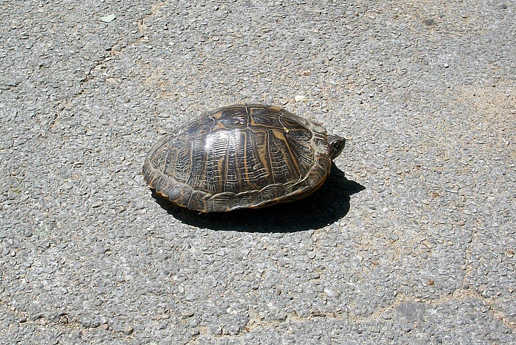 turtle, asphalt, animal, street, wildlife, tortoise, reptile
