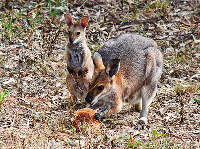 кенгуру, Джоуи, бебе, дребна порода кенгуру, Австралия, Торбести бозайници, животните