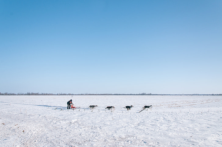 ขี้หมา, ฤดูหนาว, สุนัข, สุนัข, เลื่อน, ลากแคร่เลื่อน, ทำงานเป็นทีม