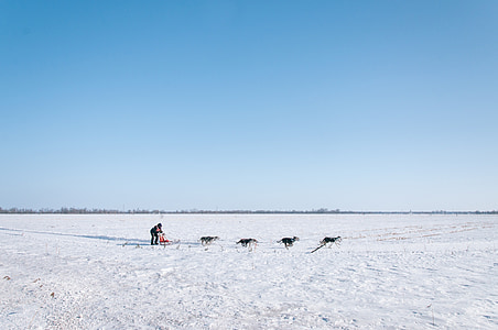 dogsled, winter, canine, dogs, sled, sledding, teamwork