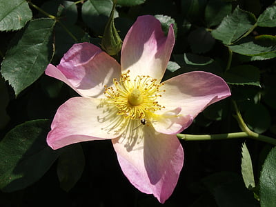 Hoa, vườn thảo mộc nunobiki, Hoa hồng, màu hồng, côn trùng