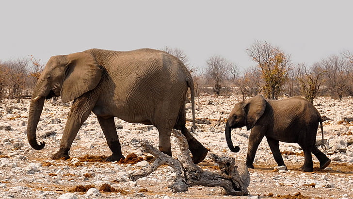 elefánt, Afrika, Namíbia, természet, száraz, Heiss, nemzeti park