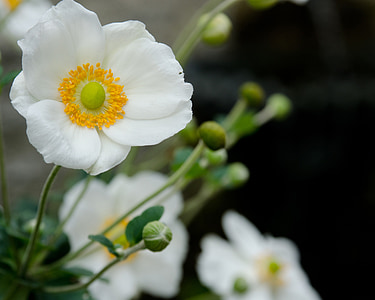 white, poppy, flowers, blossoms, blooms, blooming, flowering