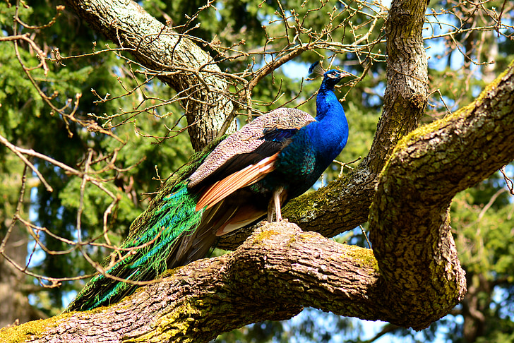 Peacock, lintu, eksoottinen, Luonto, Park, peafowl, värikäs