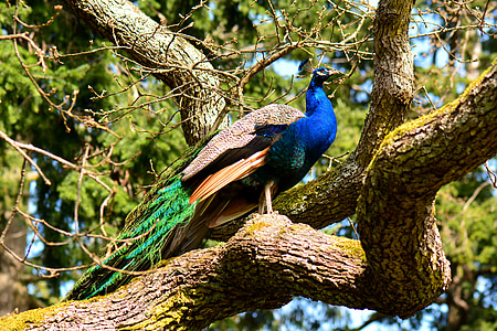 peacock, bird, exotic, nature, park, peafowl, colorful