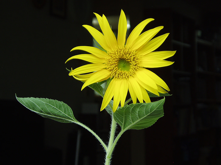 yellow, sunflower, flowers, summer, nature, plant, flower