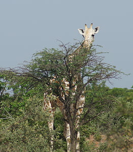 长颈鹿, 动物, 野生, kouré, 非洲, 尼日尔, 颈部