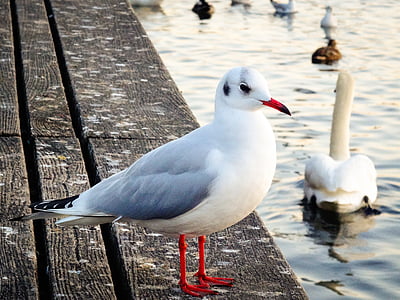 seagull, bird, nature, close, water bird, seevogel, animal portrait