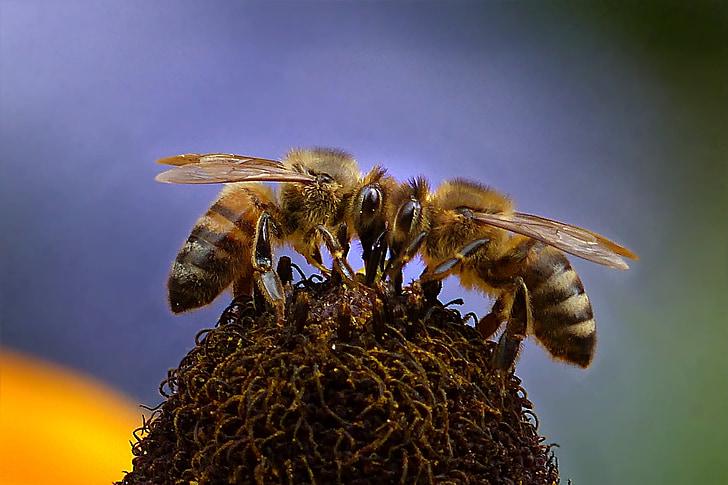hewan, serangga, lebah, lebah madu, api
