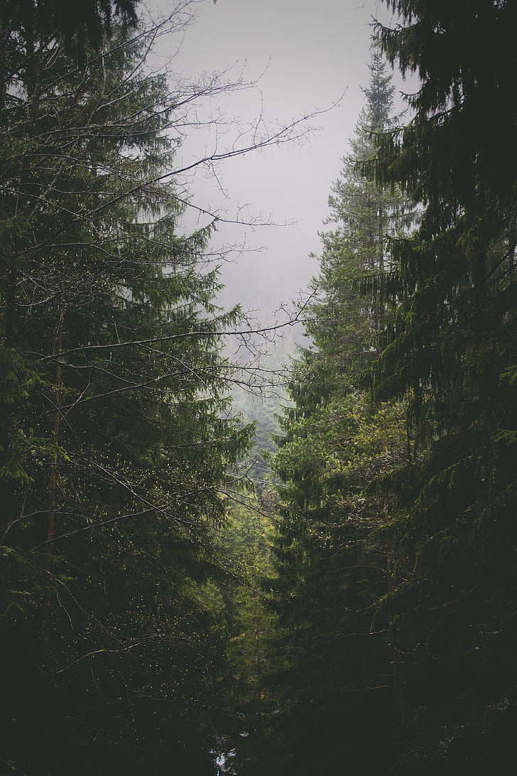forest, trees, conifers, nature, environment, wood, foggy
